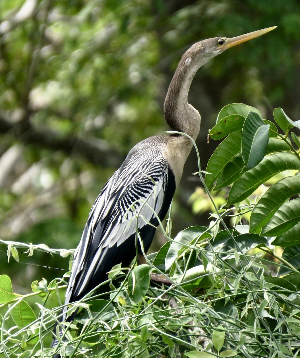 Anhinga d'Amérique - ML564191211