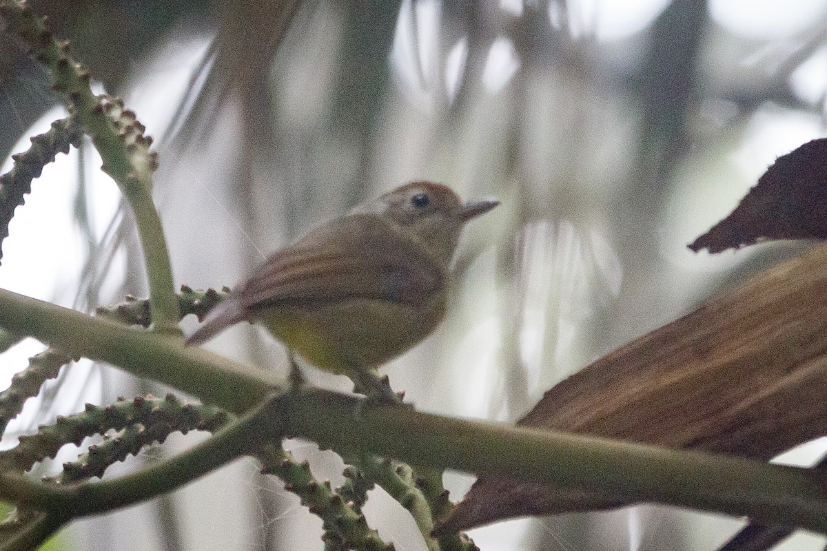 Plain Antvireo - Alistair Walsh