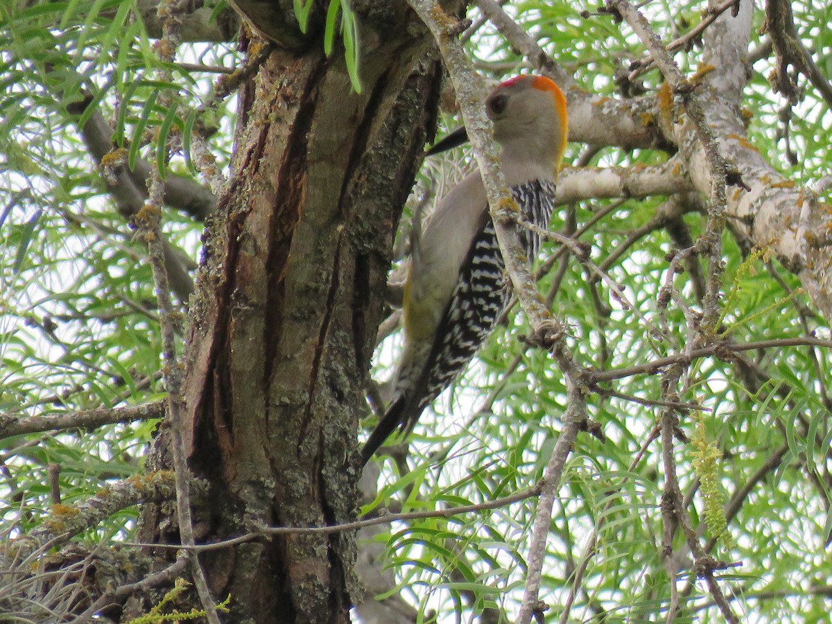 Golden-fronted Woodpecker - ML564193041