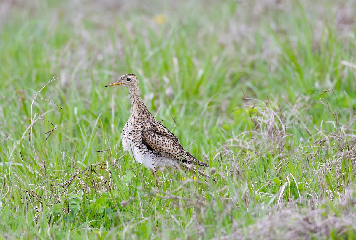Upland Sandpiper - ML564193241