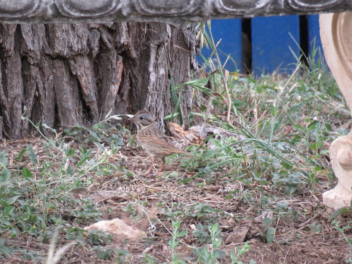 Lincoln's Sparrow - ML564193591