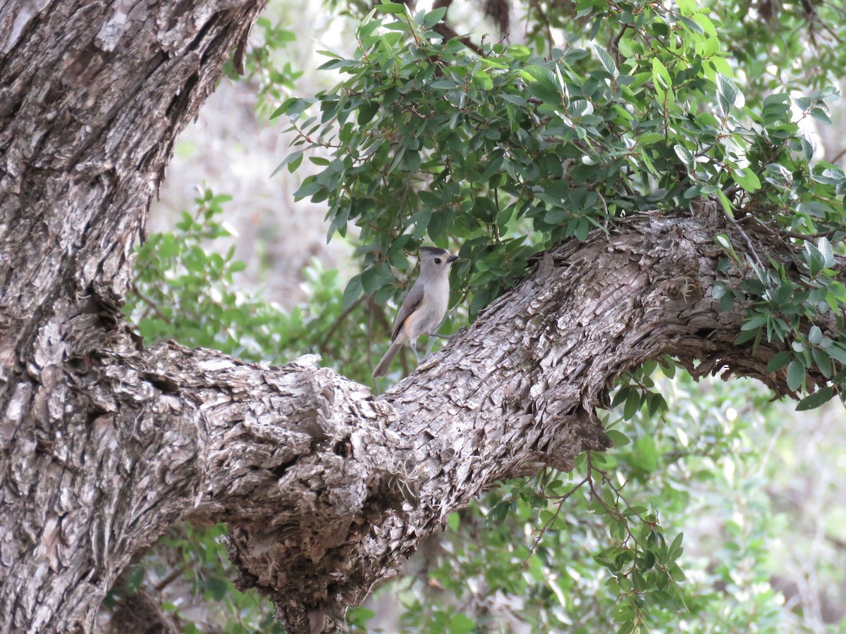 Black-crested Titmouse - ML564193871