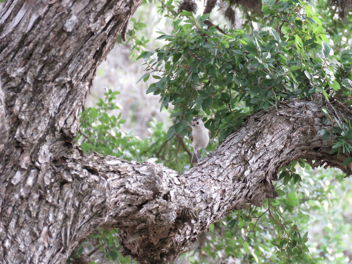 Black-crested Titmouse - ML564194121