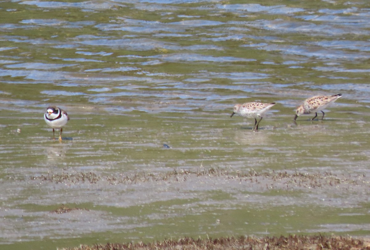 Semipalmated Plover - ML564194651