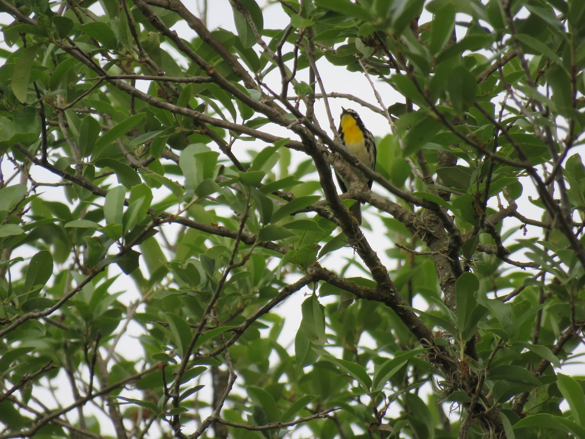 Yellow-throated Warbler - ML564194691