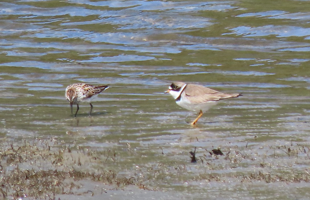 Semipalmated Plover - ML564194861