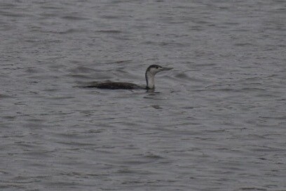 Red-throated Loon - ML56419491