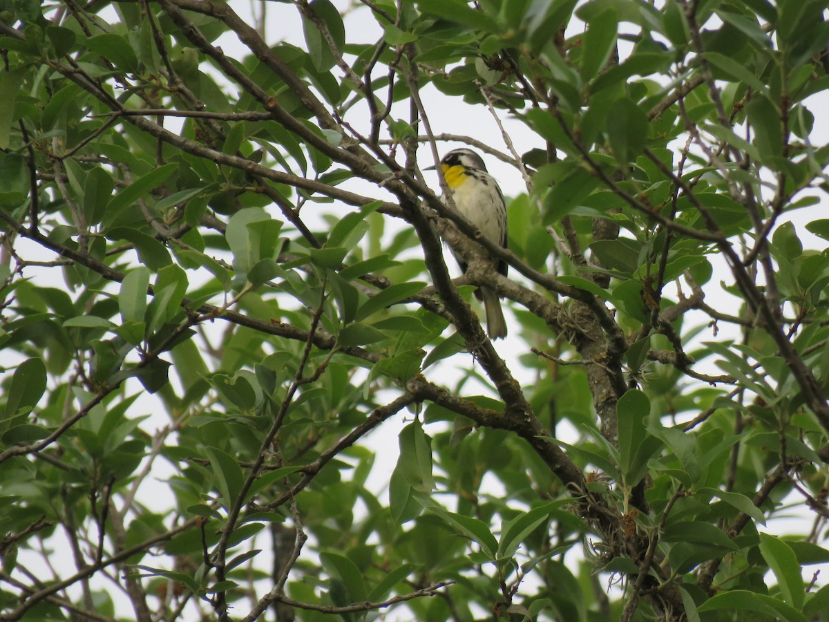 Yellow-throated Warbler - ML564194941