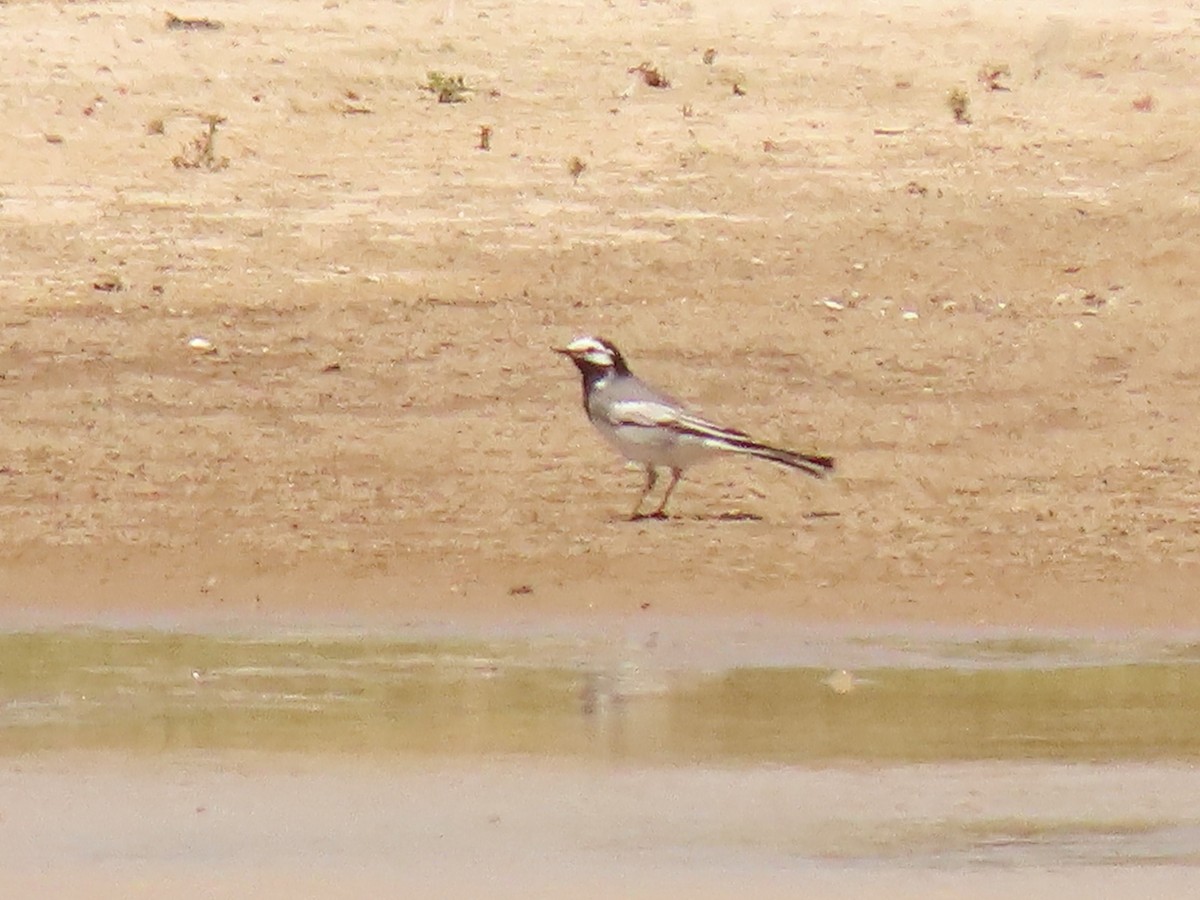 eBird Checklist - 28 Apr 2023 - Willcox--Lake Cochise and Twin Lakes ...