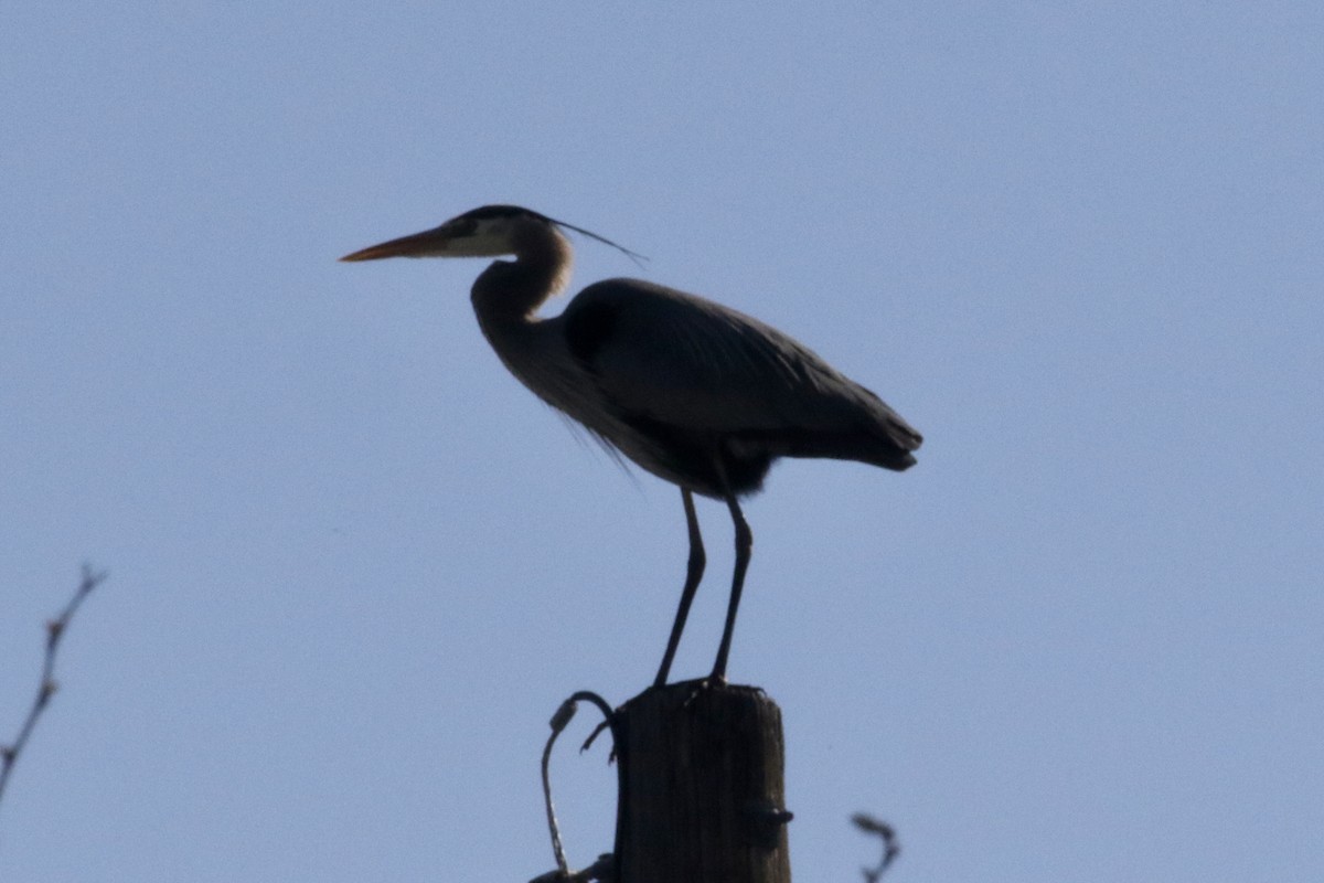 Great Blue Heron - ML564196121