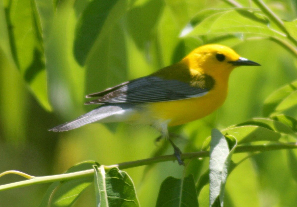 Prothonotary Warbler - ML564198771