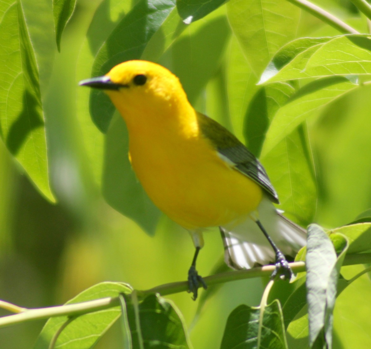 Prothonotary Warbler - ML564198781