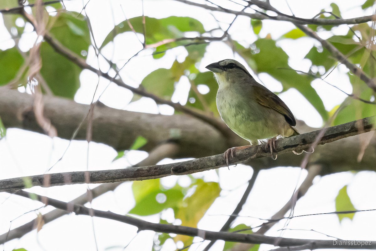 Tocuyo Sparrow - ML564199621