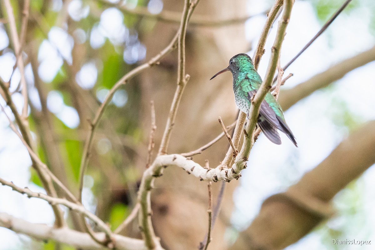 Shining-green Hummingbird - ML564200111