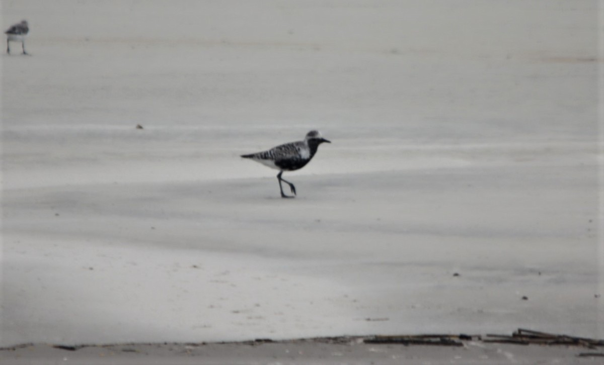 Black-bellied Plover - ML564200581