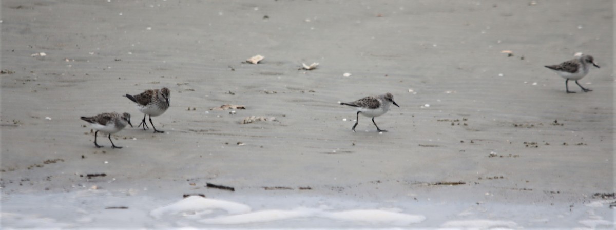 Semipalmated Sandpiper - ML564200821