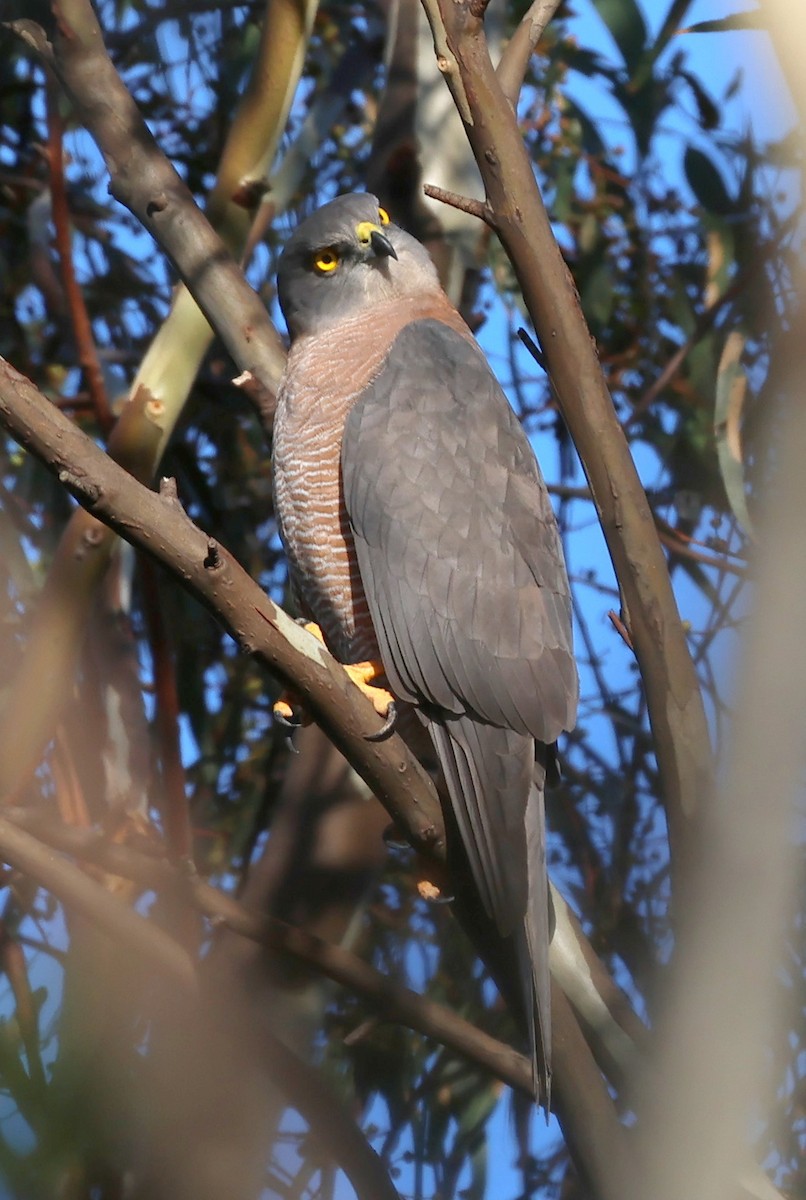 Brown Goshawk - ML564200841