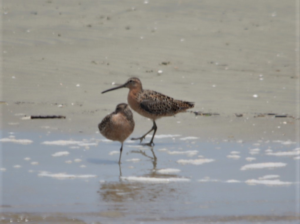 Short-billed Dowitcher - ML564200911