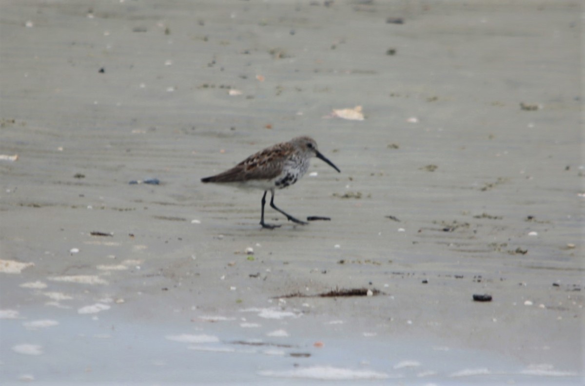 Dunlin - ML564201451