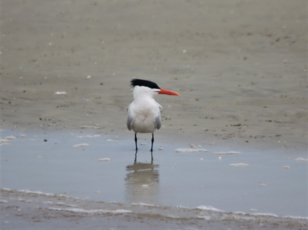 Royal Tern - Bruce Jones