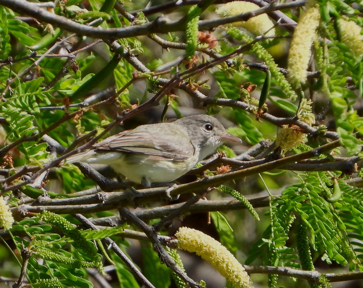 Bell's Vireo - Mary Tannehill