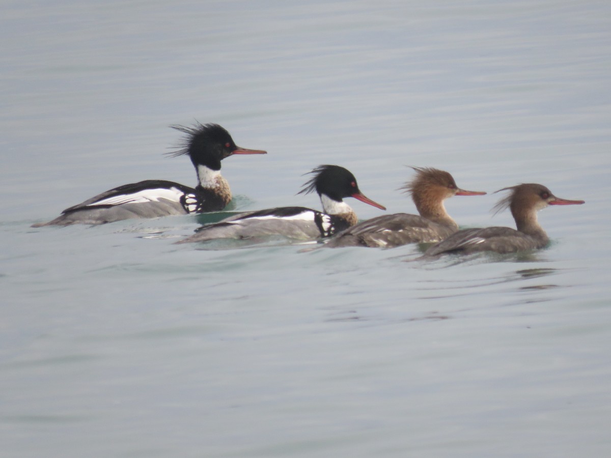 Red-breasted Merganser - ML564203721