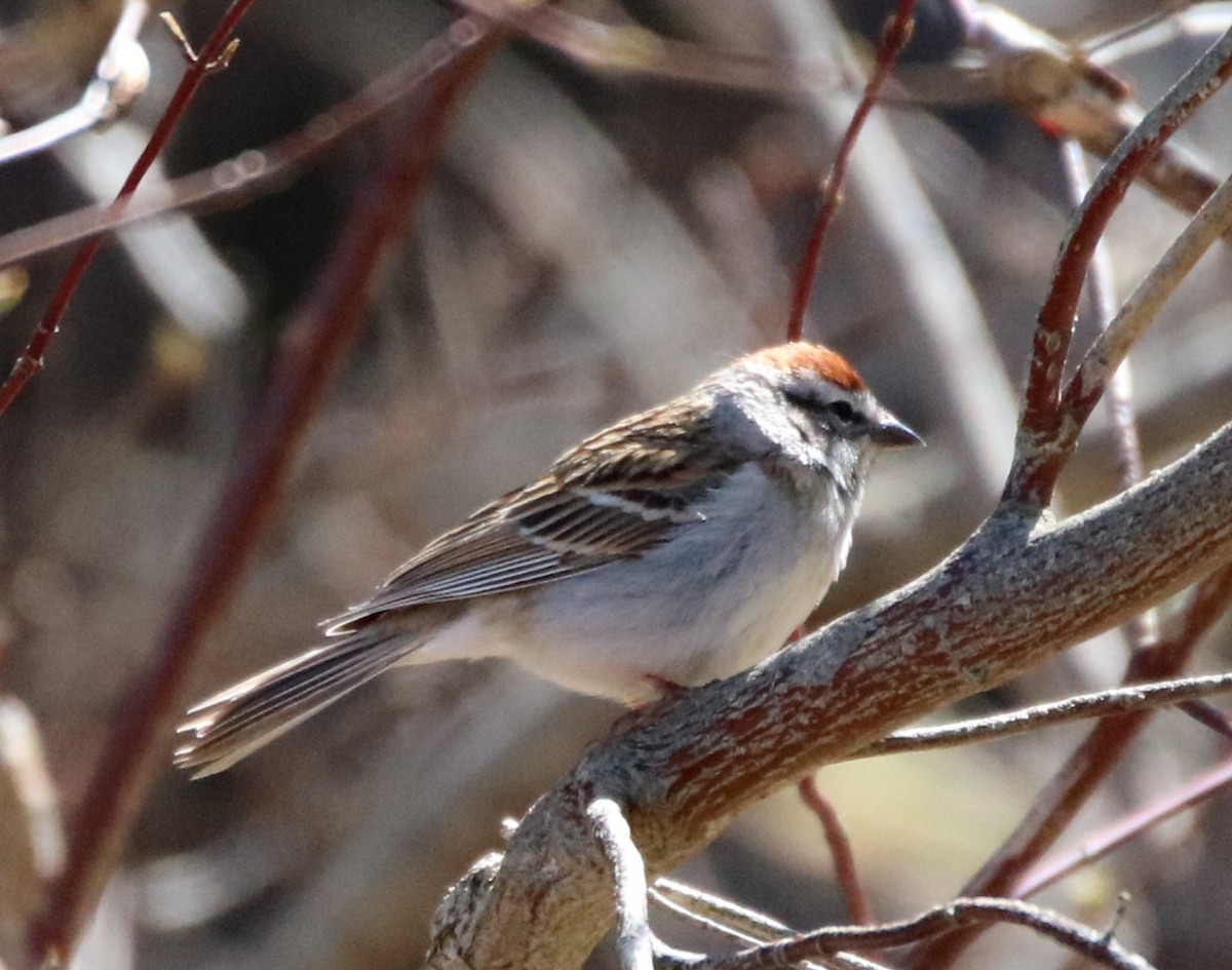 Chipping Sparrow - ML564204191