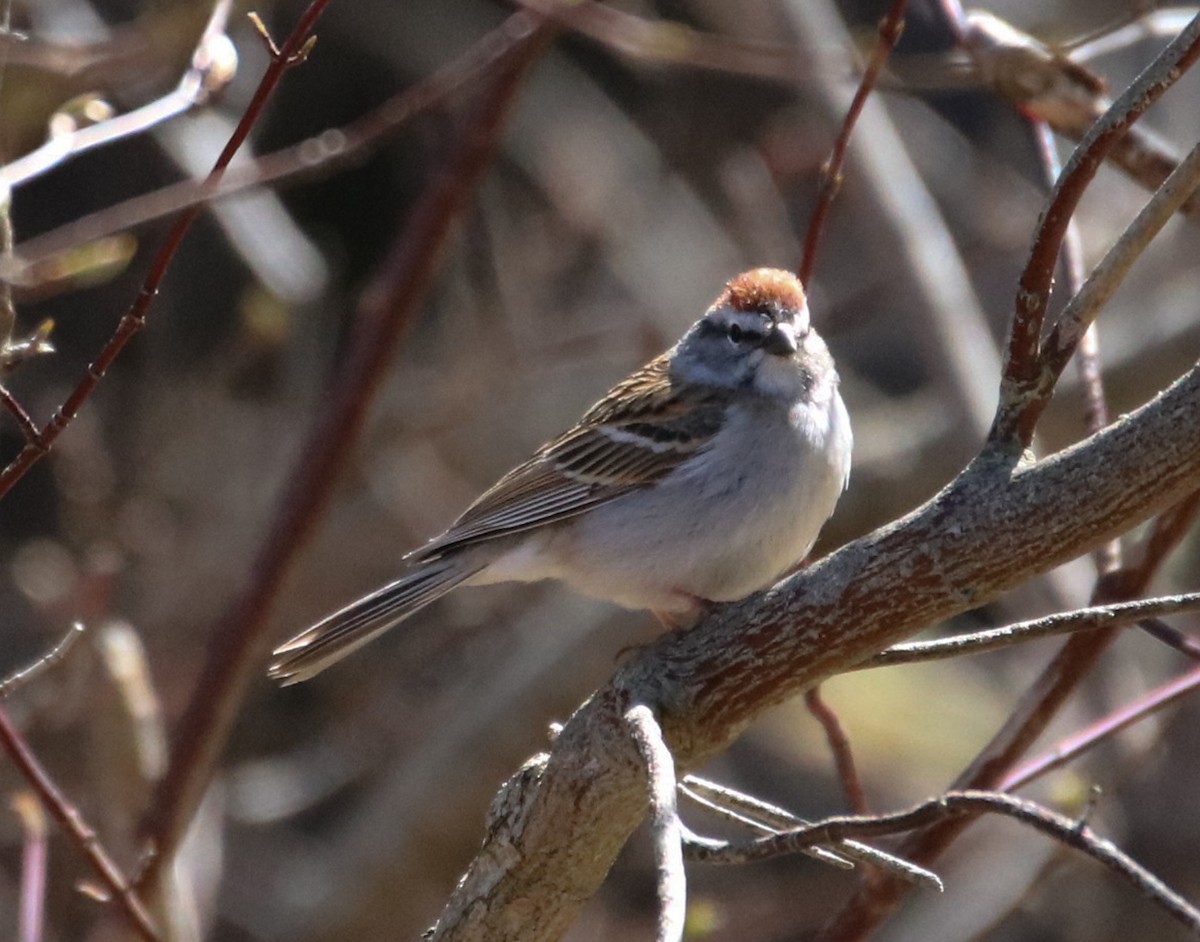 Chipping Sparrow - ML564204201