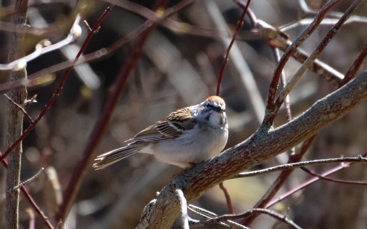 Chipping Sparrow - ML564204211