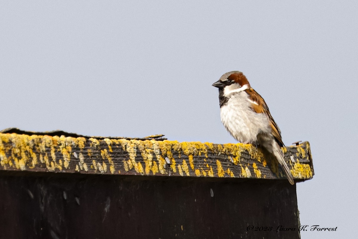 House Sparrow - ML564205701