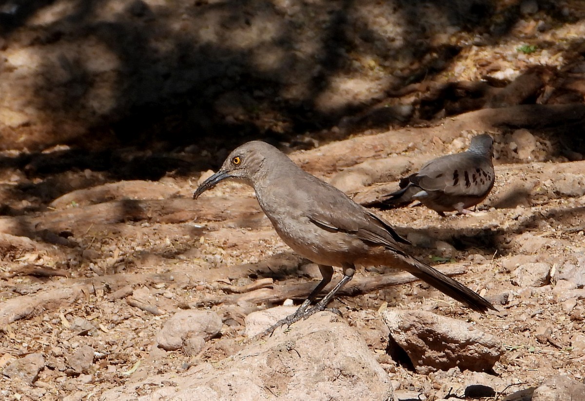 Curve-billed Thrasher - ML564205751