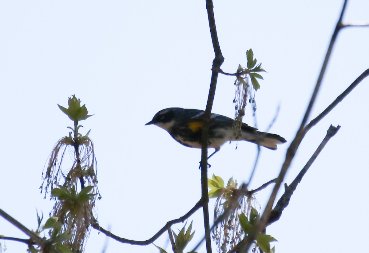 lesňáček žlutoskvrnný (ssp. coronata) - ML564205831