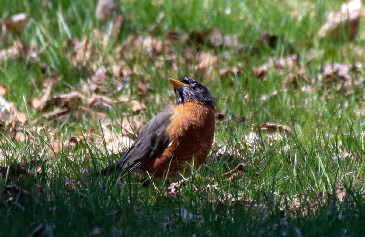 American Robin - ML564205961