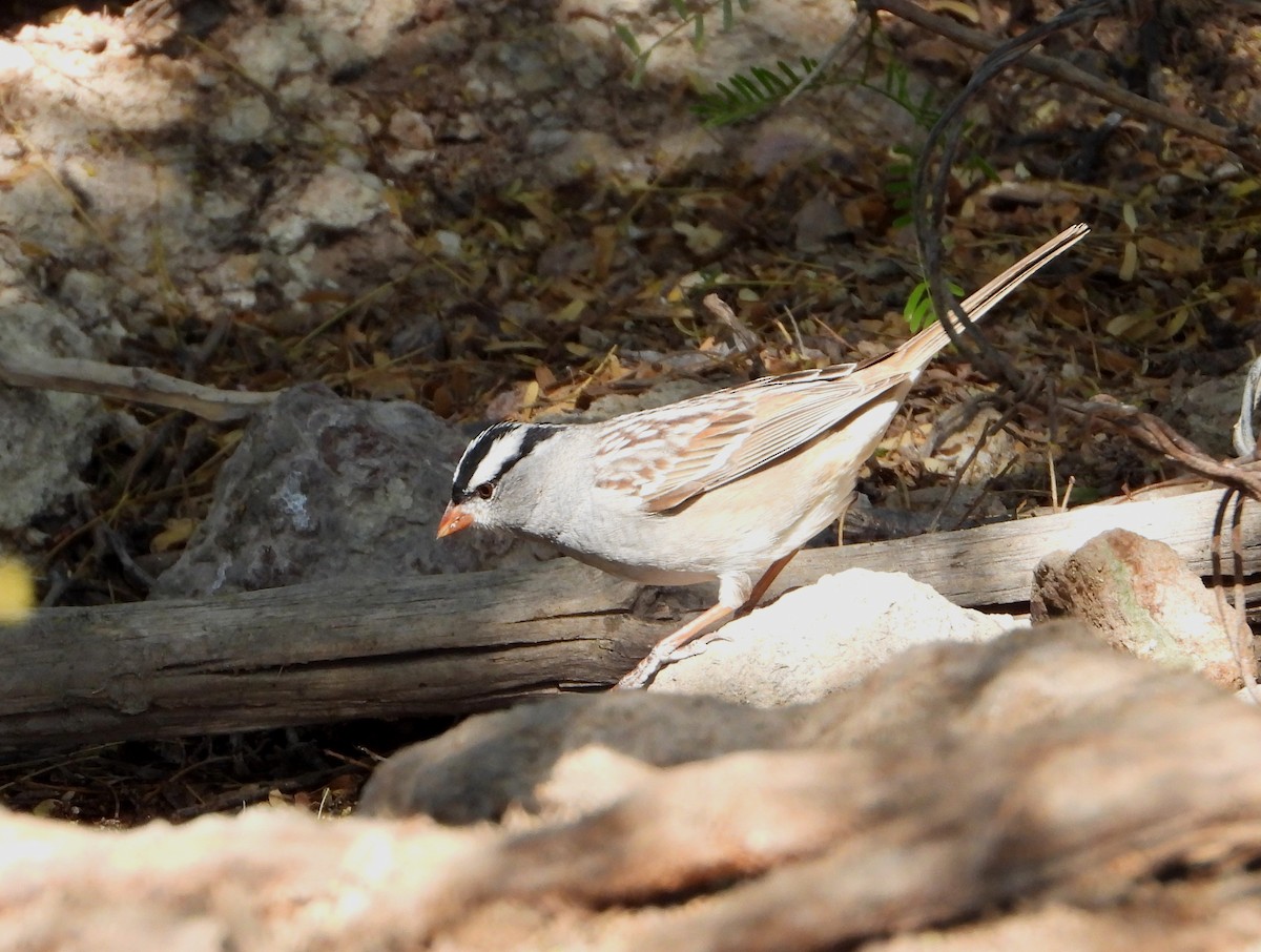 White-crowned Sparrow - ML564205981