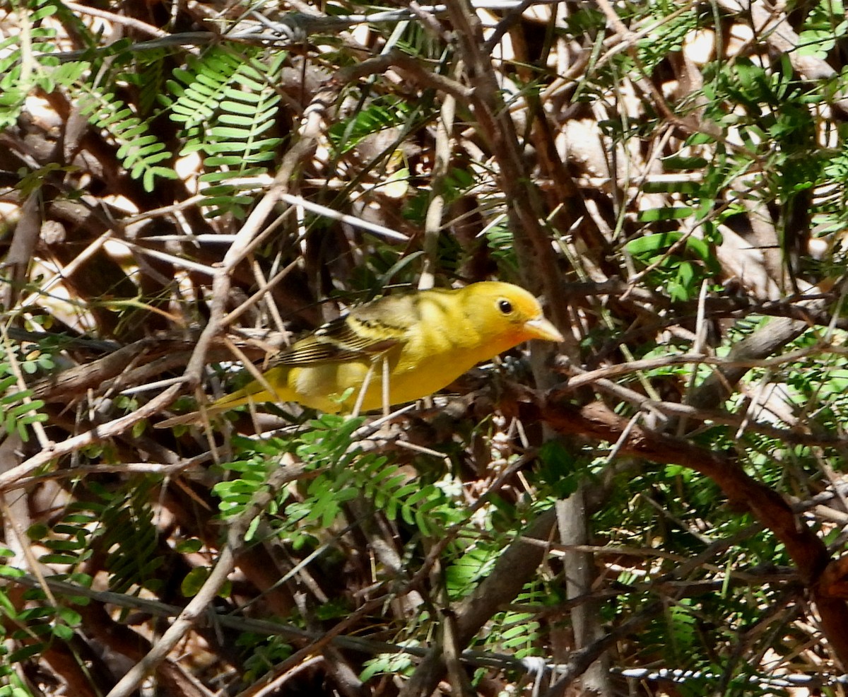 Piranga à tête rouge - ML564206491