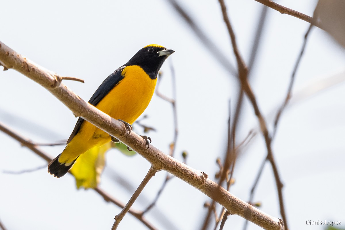 Trinidad Euphonia - Diana López G