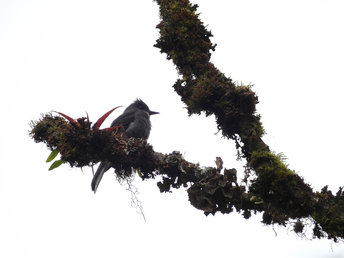 Smoke-colored Pewee - ML564207361