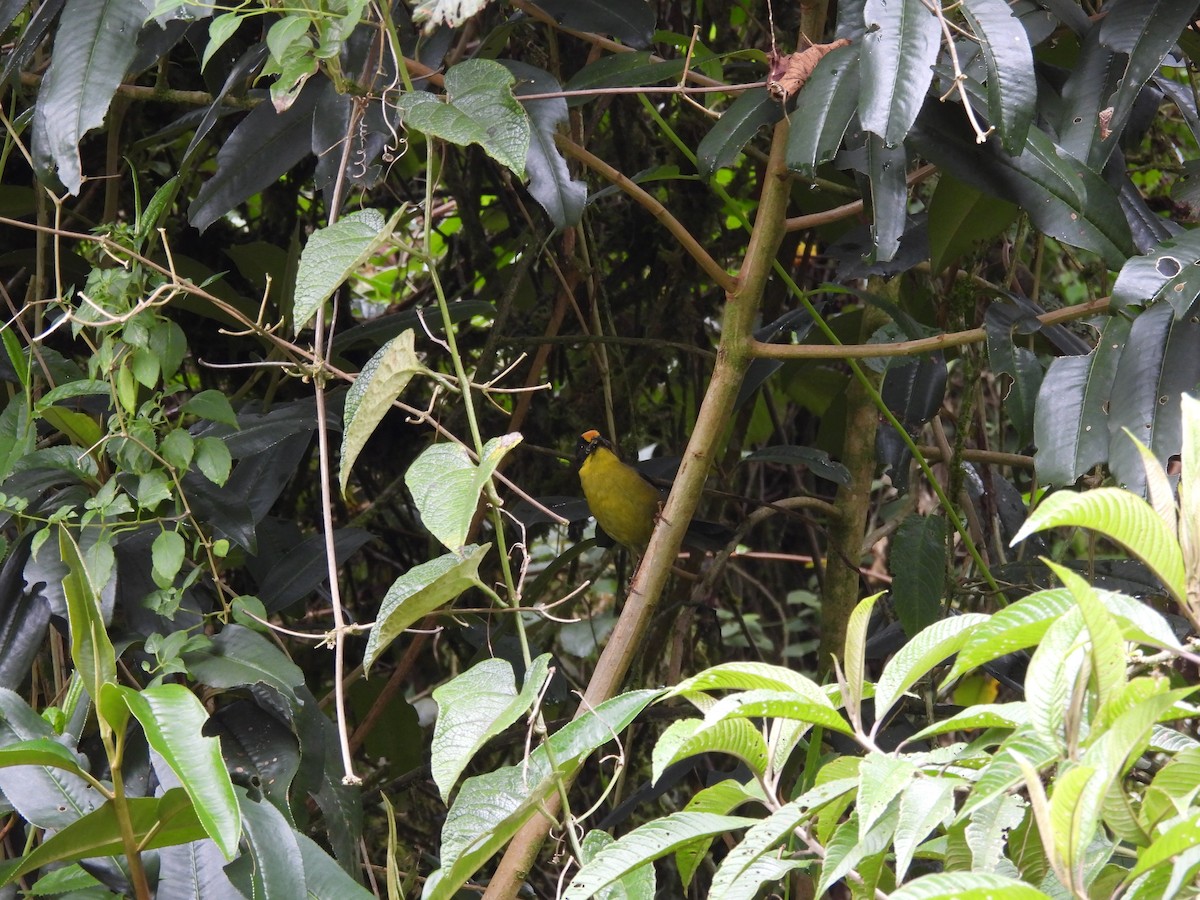 Pale-naped Brushfinch - ML564207591