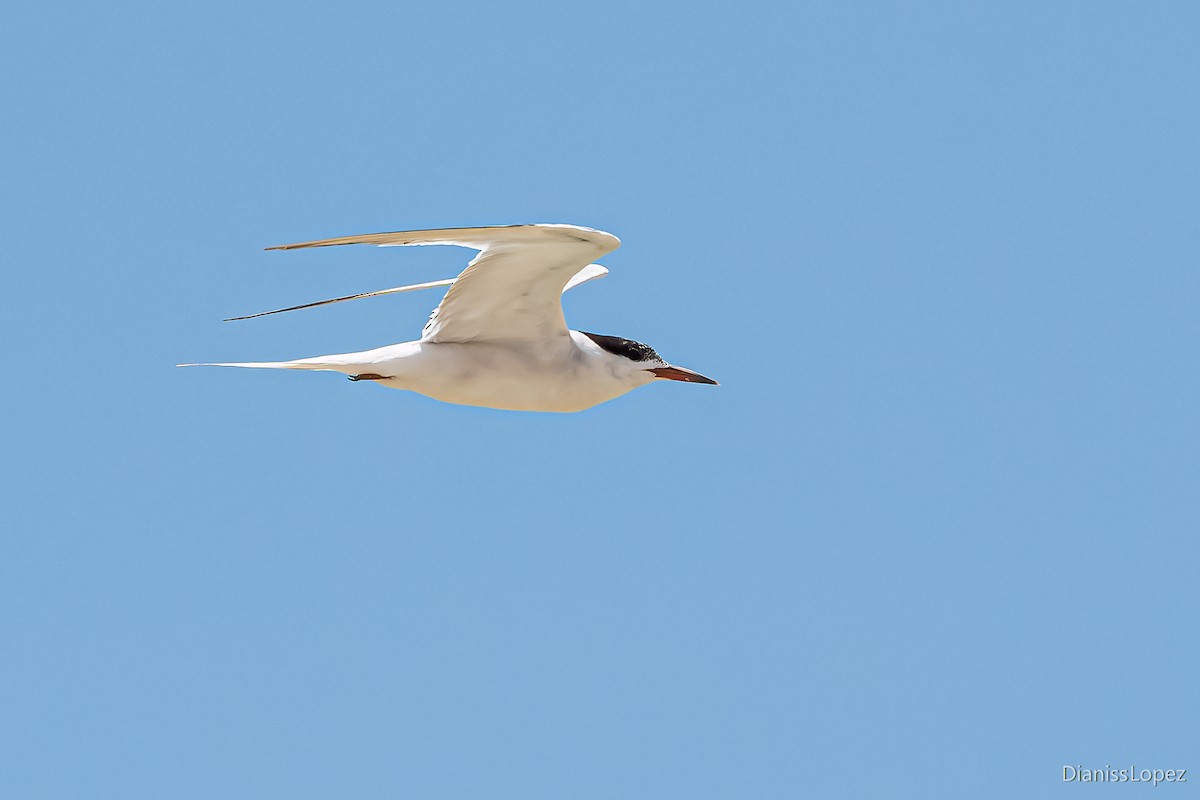 Common Tern - ML564208901
