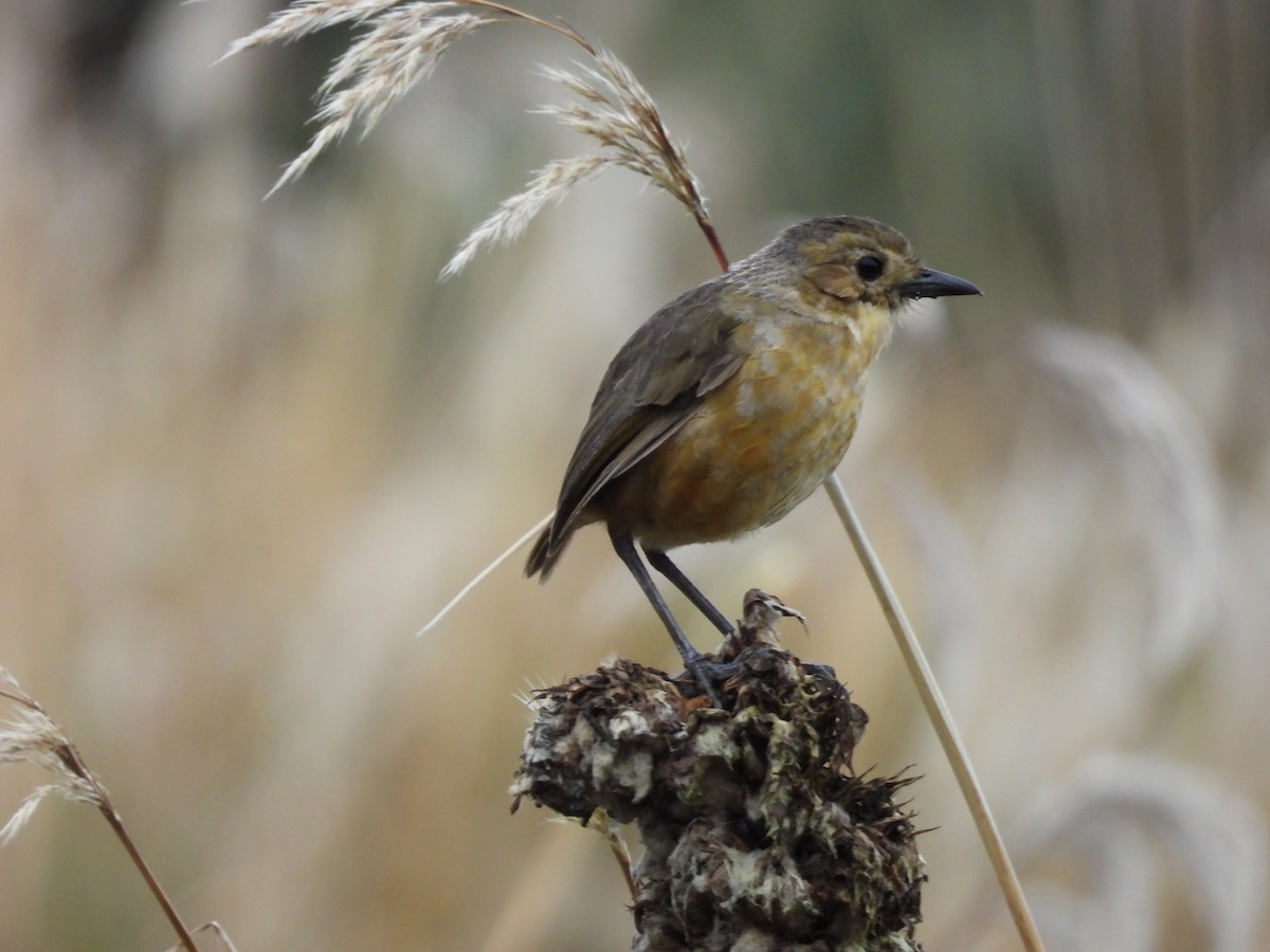 Tawny Antpitta - Daniel  Suarez