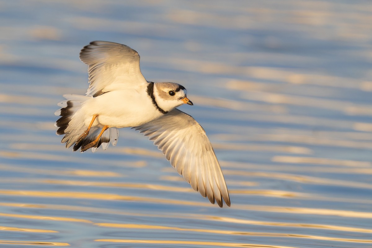 Piping Plover - Ryan Sanderson