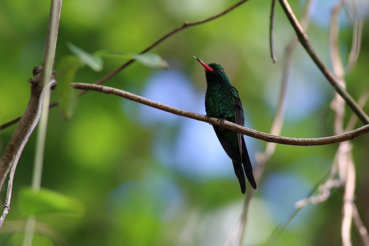 kolibřík cozumelský - ML564209701