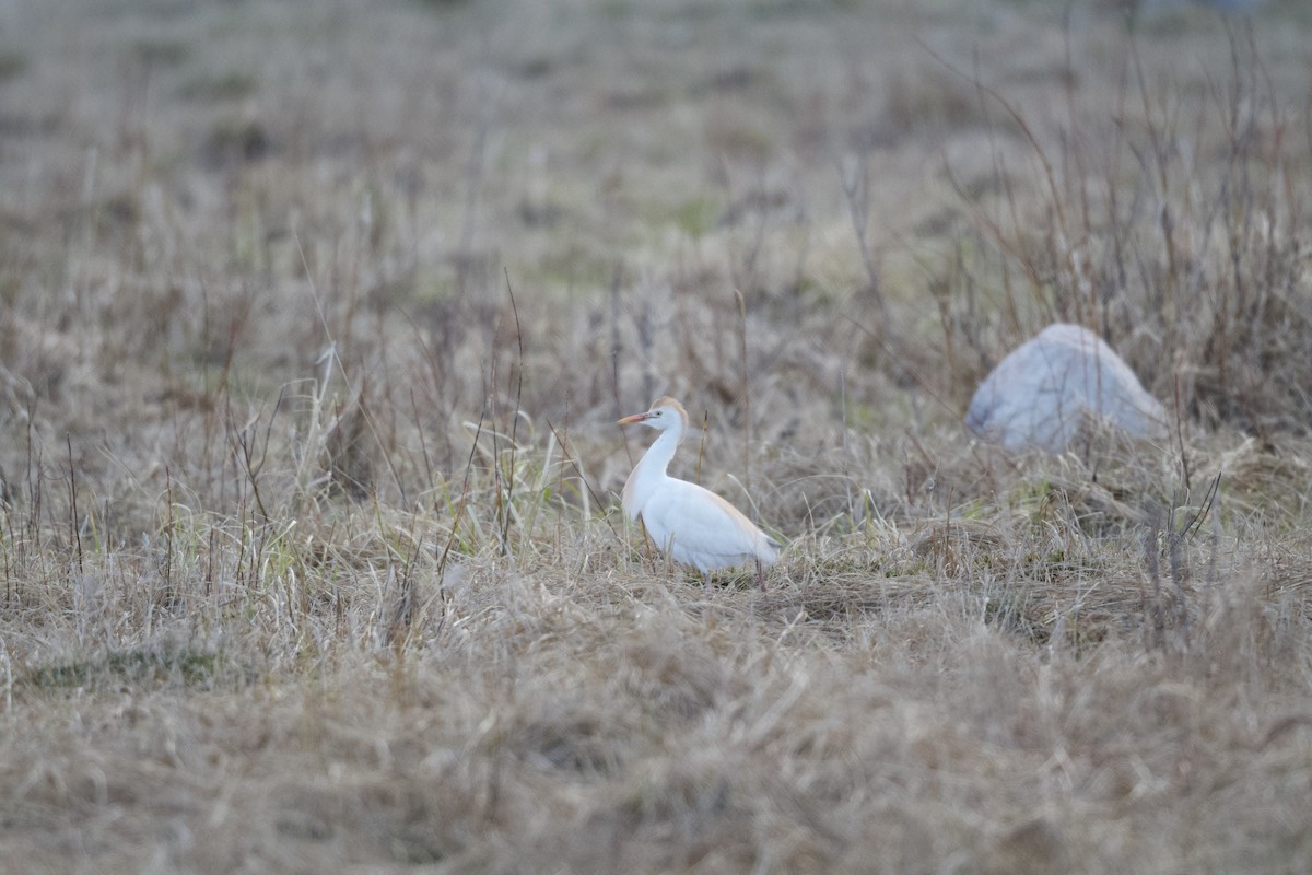Western Cattle-Egret - ML564209961