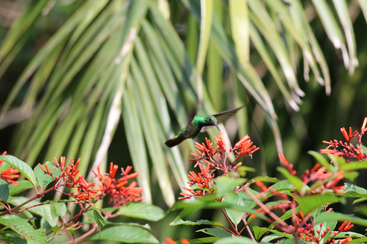 kolibřík lesklý - ML564211241