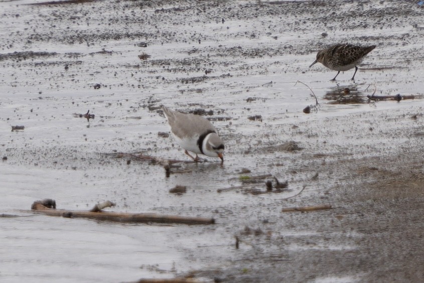 Piping Plover - ML564212521