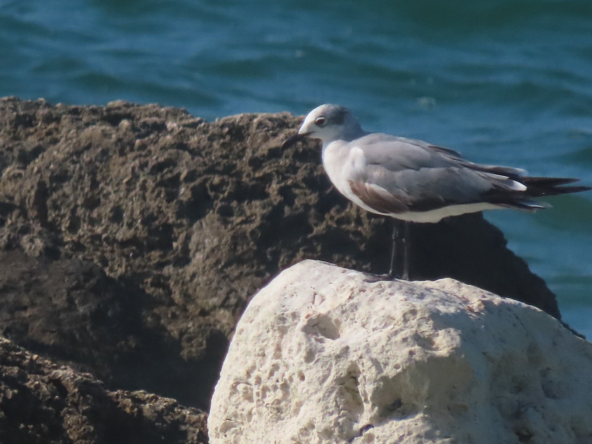 Laughing Gull - ML564212621