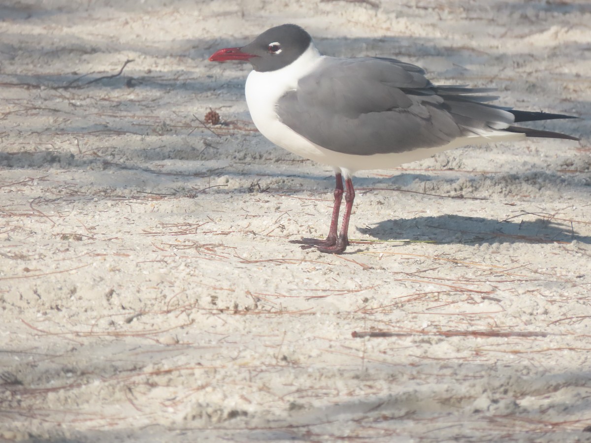 Laughing Gull - ML564212631