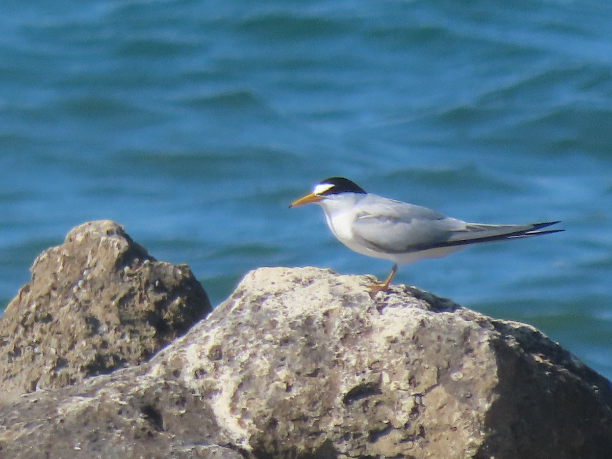 Least Tern - ML564213151