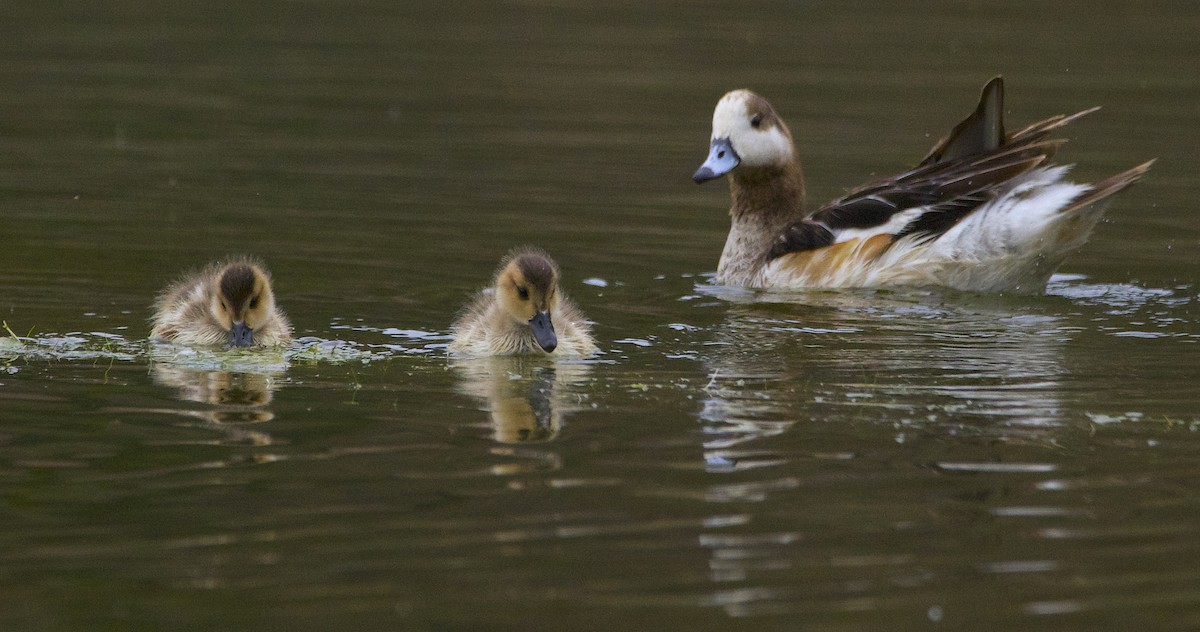 Chiloe Wigeon - ML564213471