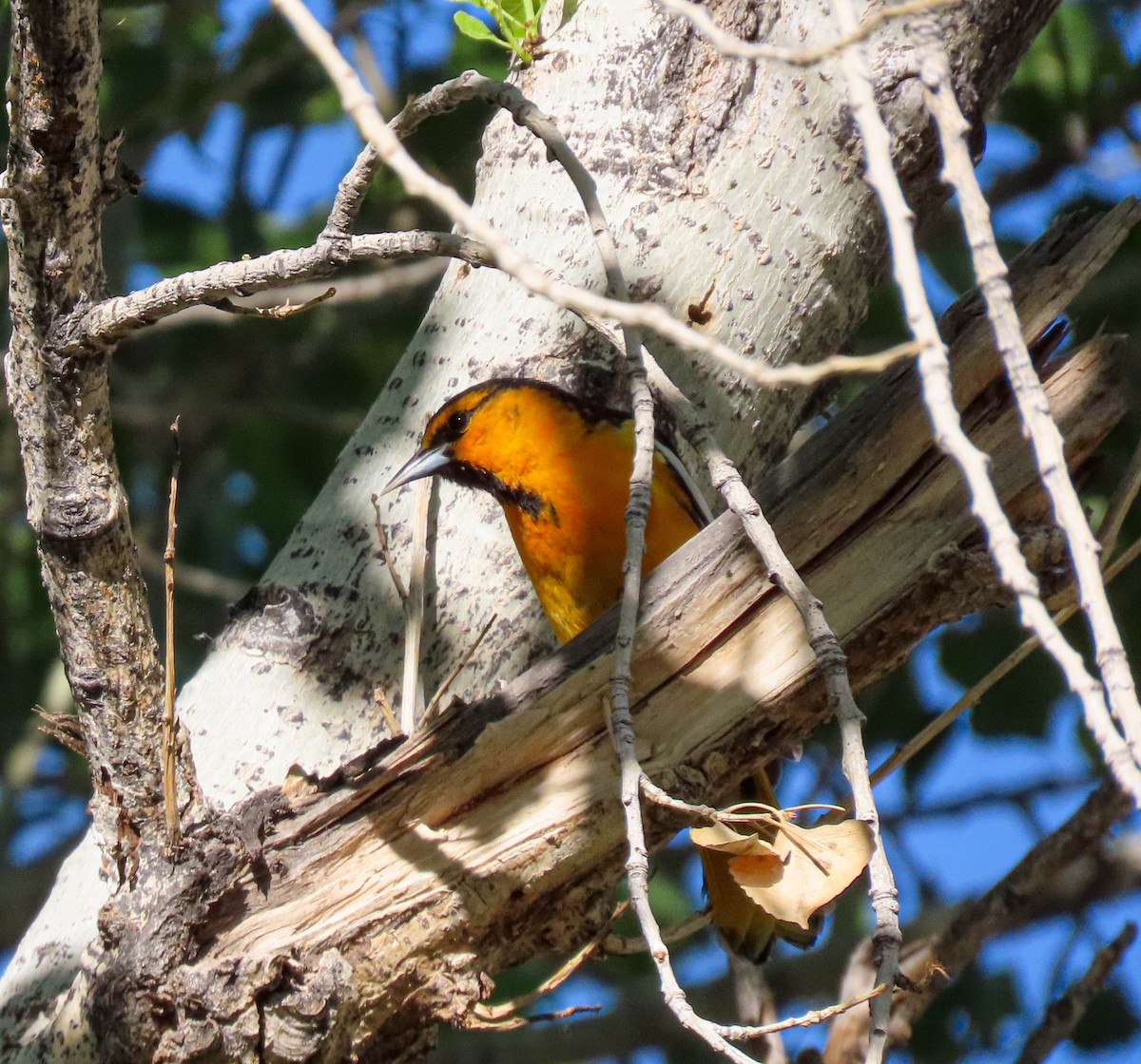 Oriole de Bullock - ML564214731